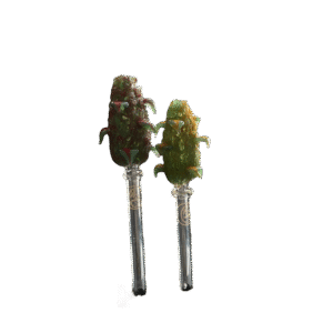 Piteira Bud